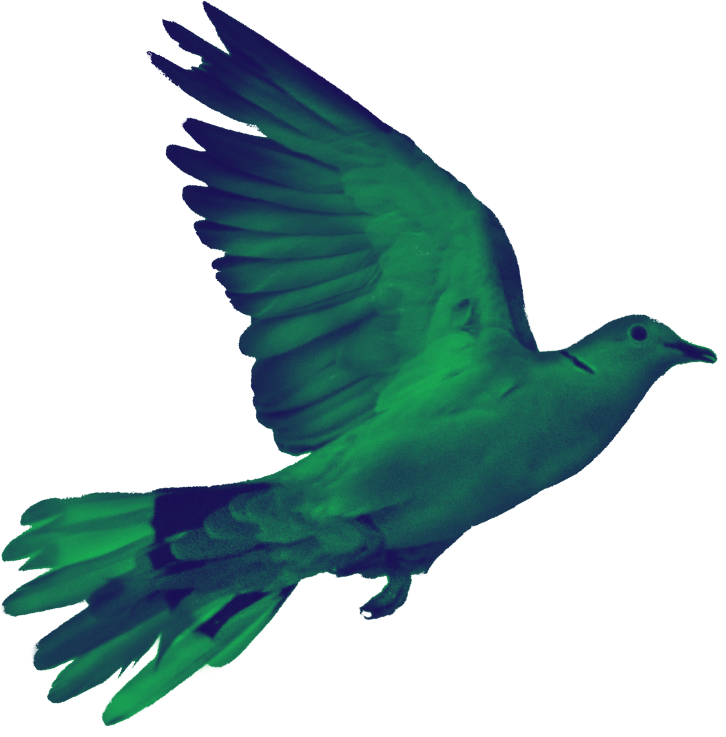 a pigeon in flight possibly delivering your message.